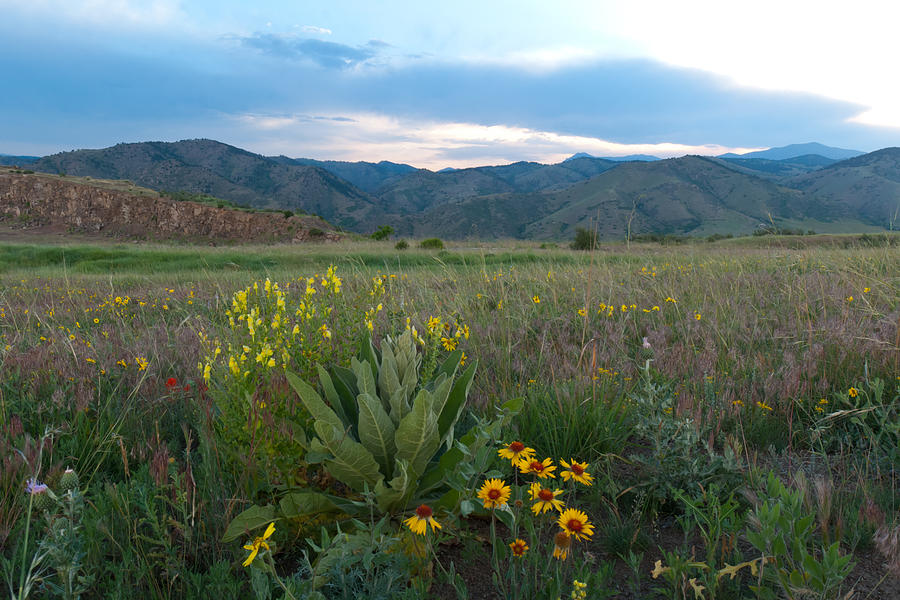 Prairie Wildflower Landscape Photograph by Cascade Colors