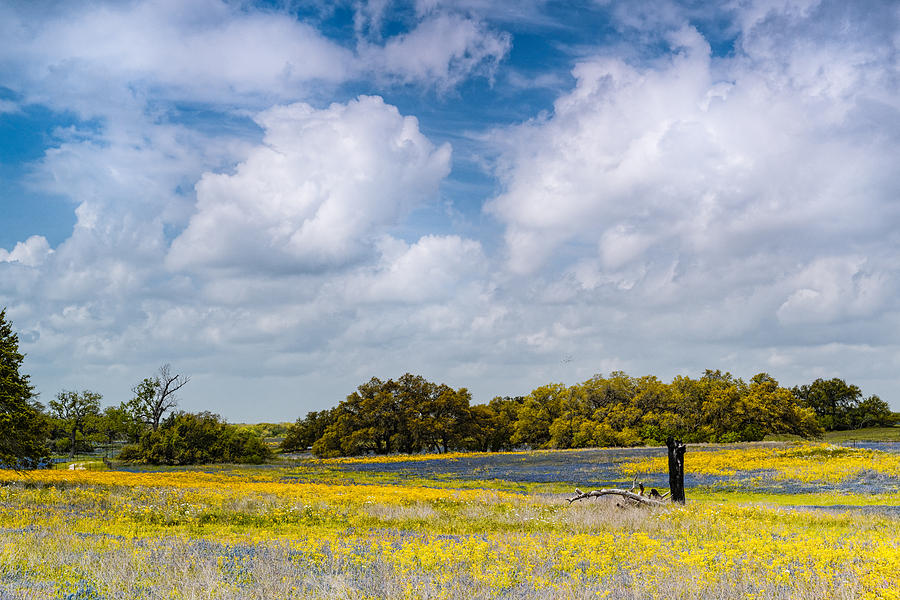 Prairies and Rolling Meadows of Texas in Springtime - Wildflowers blooming in Stockdale Photograph by Silvio Ligutti