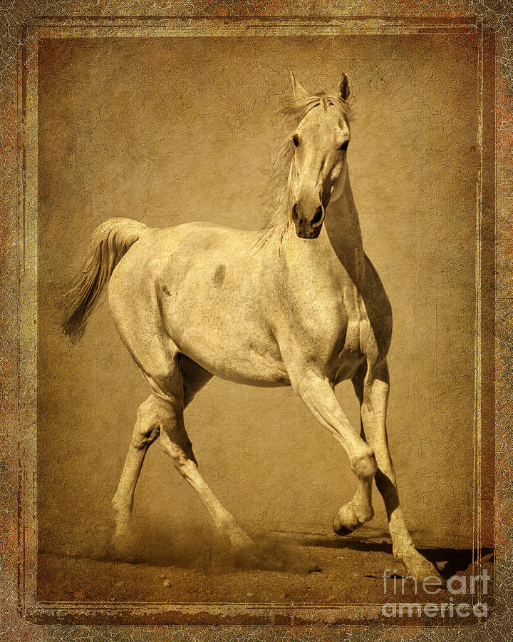 Horse Photograph - Prancing Beauty with Border by Priscilla Burgers