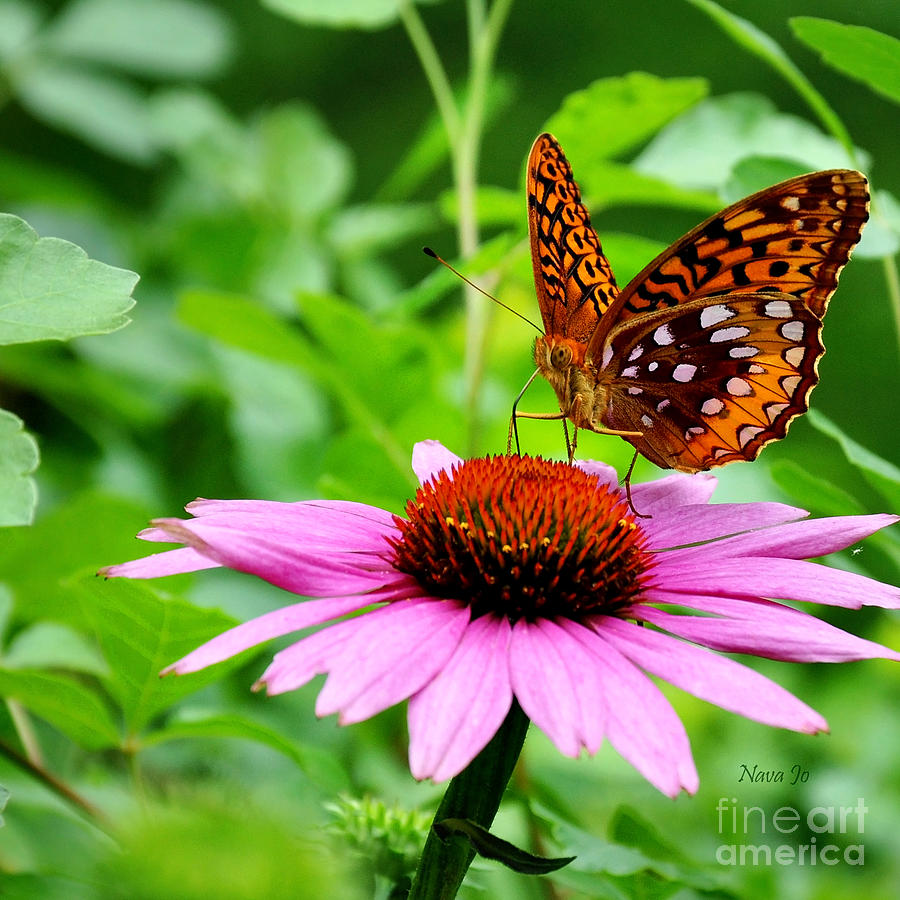 Fritillary Butterfly Photograph by Nava Thompson