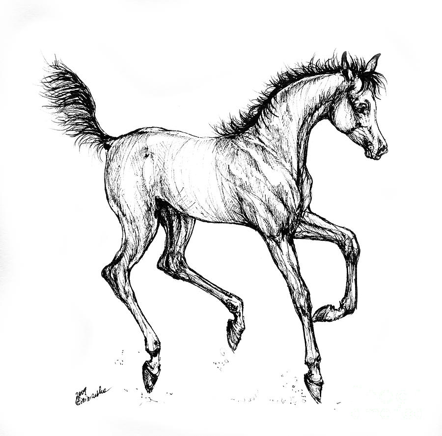 Prancing Foal Drawing by Angel Ciesniarska