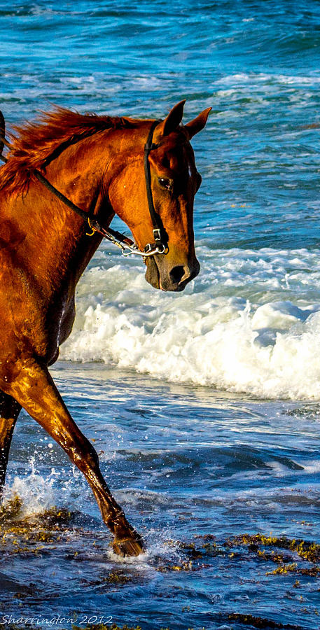 Prancing in the Sea Photograph by Shannon Harrington
