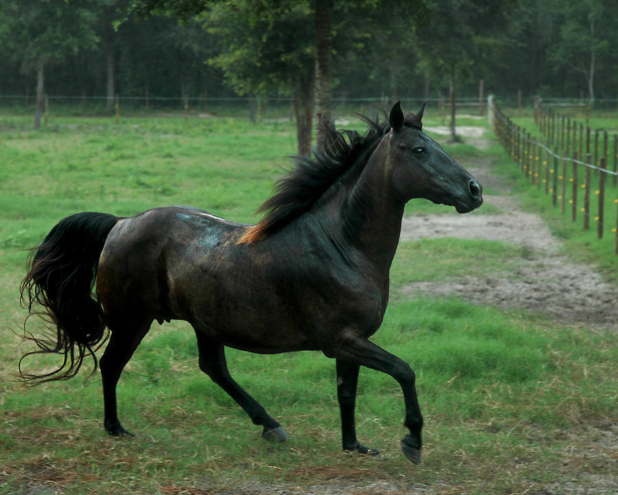 Prancing Mare Photograph by Norman Johnson