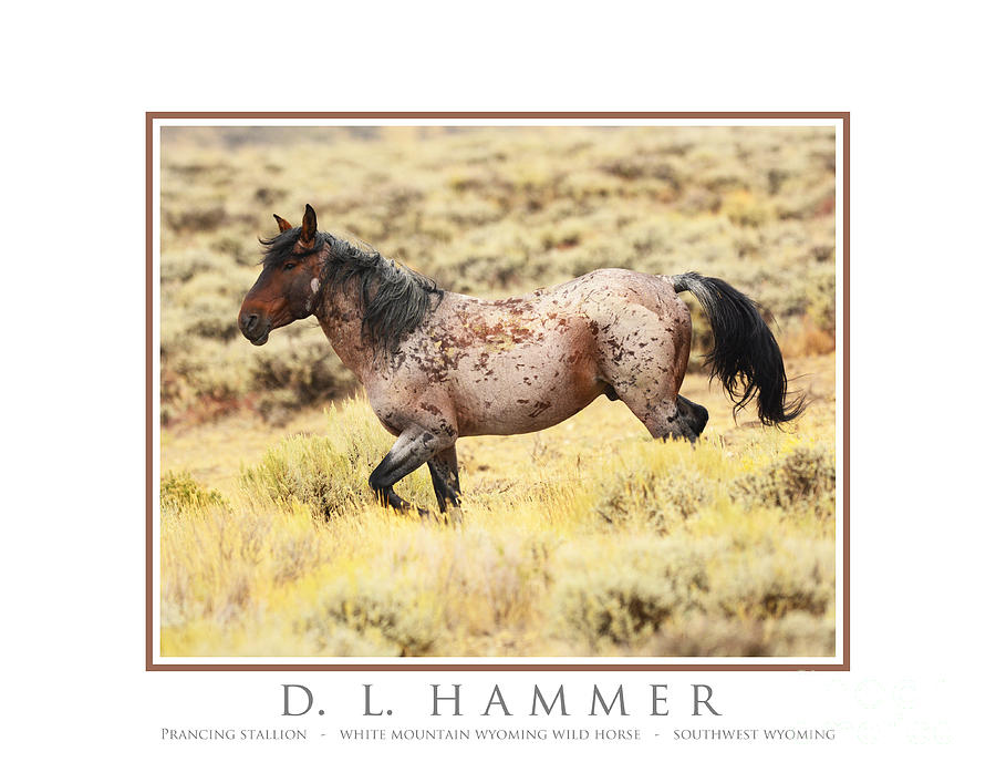 Prancing Stallion Photograph by Dennis Hammer