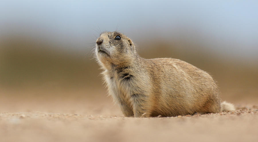Prarie Dog  Photograph by Kevin Dietrich