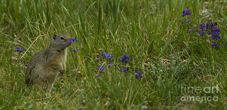 Prarie Dog-Signed-#0266 Photograph by J L Woody Wooden