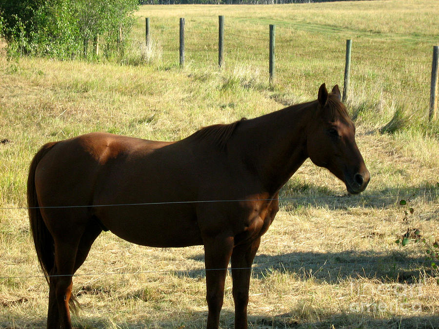 Horse Photograph - Prarie Stallion in the Shade by Barbara A Griffin