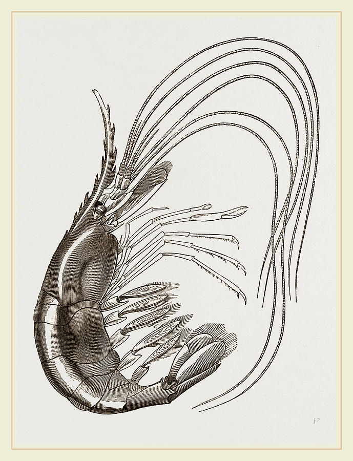 Prawn Drawing by Litz Collection - Fine Art America