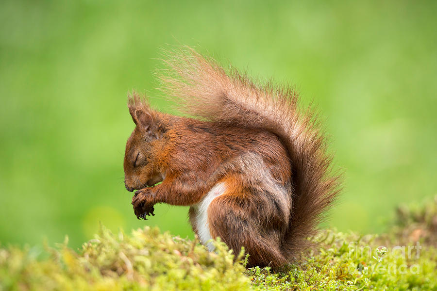 Nature Photograph - Pray for More Nuts by Louise Heusinkveld