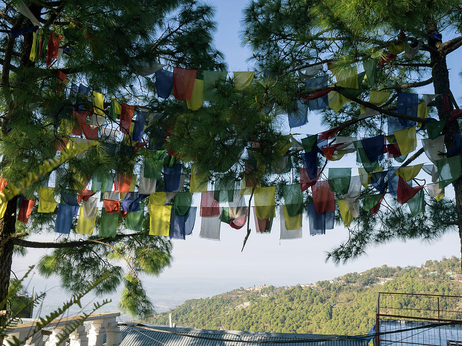Tree Photograph - Prayer Flags, Upper Dharamsala by Panoramic Images