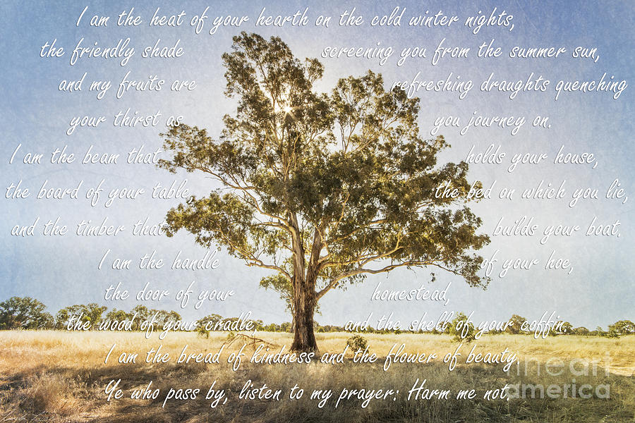 Prayer of the Woods Photograph by Linda Lees