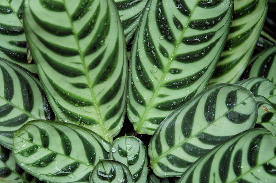 Nature Photograph - Prayer Plant (ctenanthe Burle-marxii) by Frank M Hough/science Photo Library