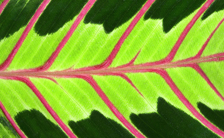 Flower Photograph - Prayer Plant Leaf Abstract by Nigel Downer