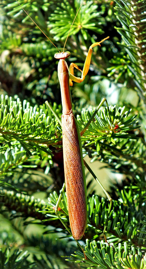 Prayin Mantis on the Pine Tree 3 Photograph by Duane McCullough