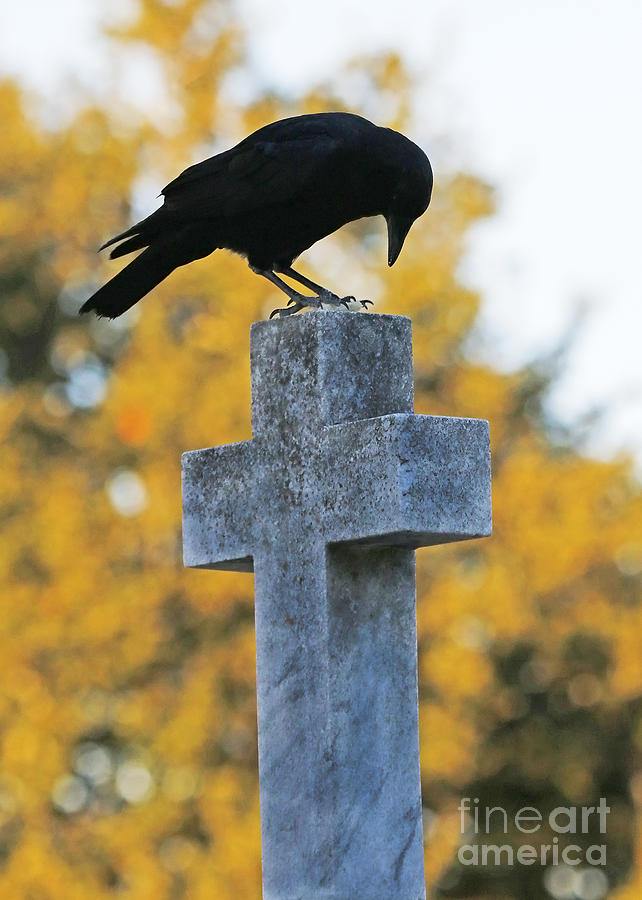 Praying Crow on Cross Photograph by Luana K Perez