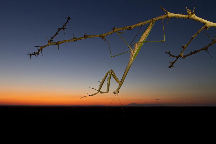Praying Grass Mantis At Sunset Photograph by Piotr Naskrecki