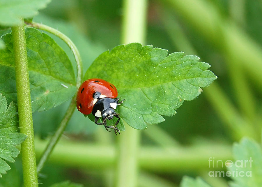 Praying Ladybug Photograph by Debra Thompson