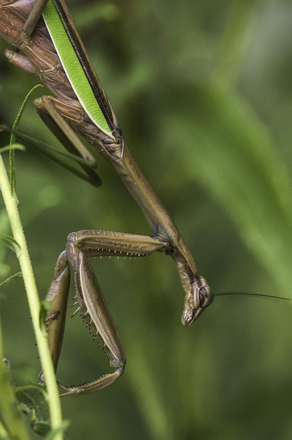 Praying Mantis 002 Photograph by Donald Brown