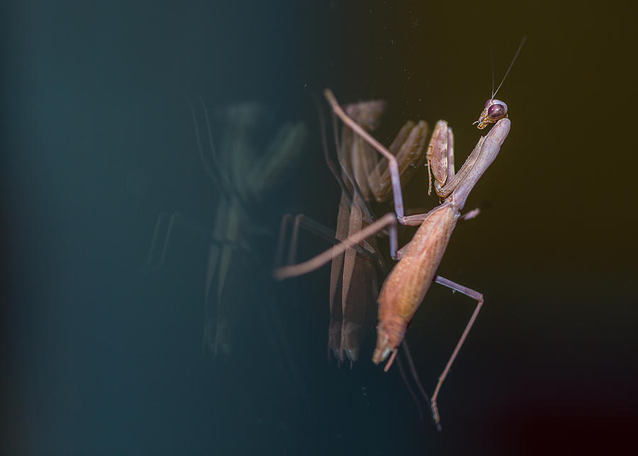 Praying Mantis 1 Photograph by Angela Stanton