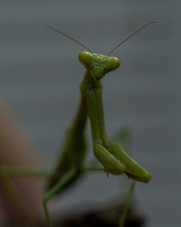 Praying Mantis 2 Photograph By Billy Stovall Fine Art America   Praying Mantis 2 Billy Stovall 