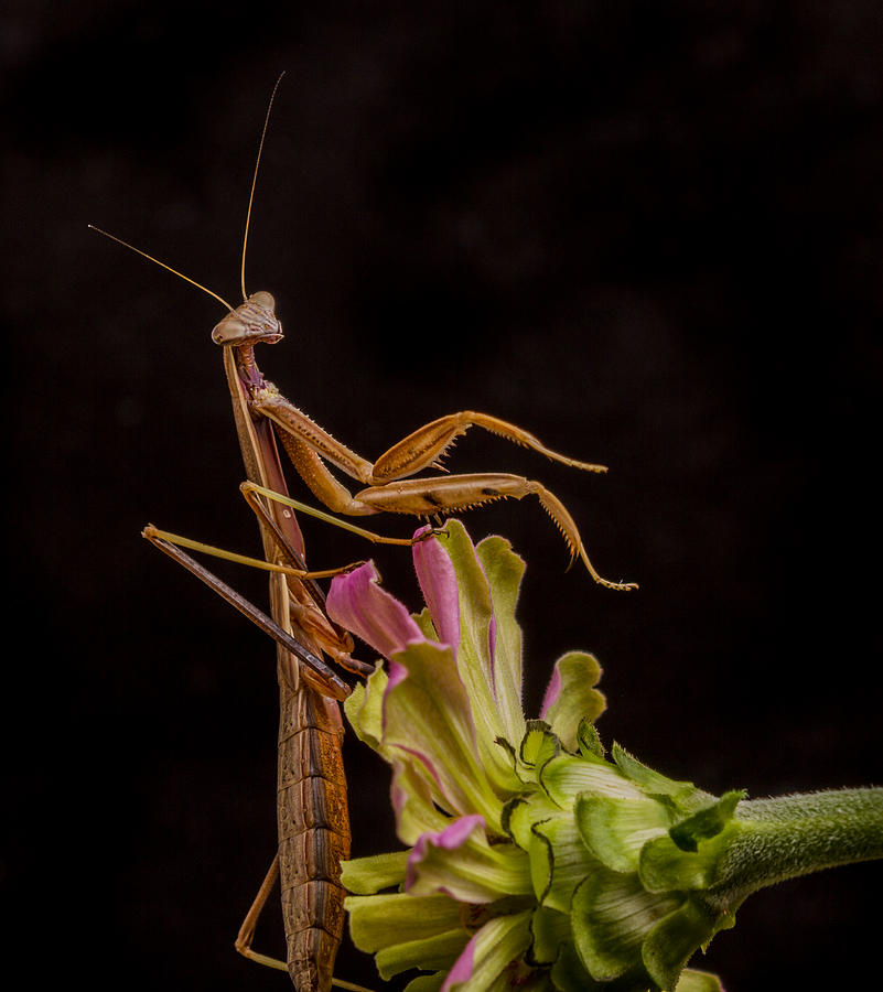 Praying Mantis Atop Zinnia Photograph by Jean Noren