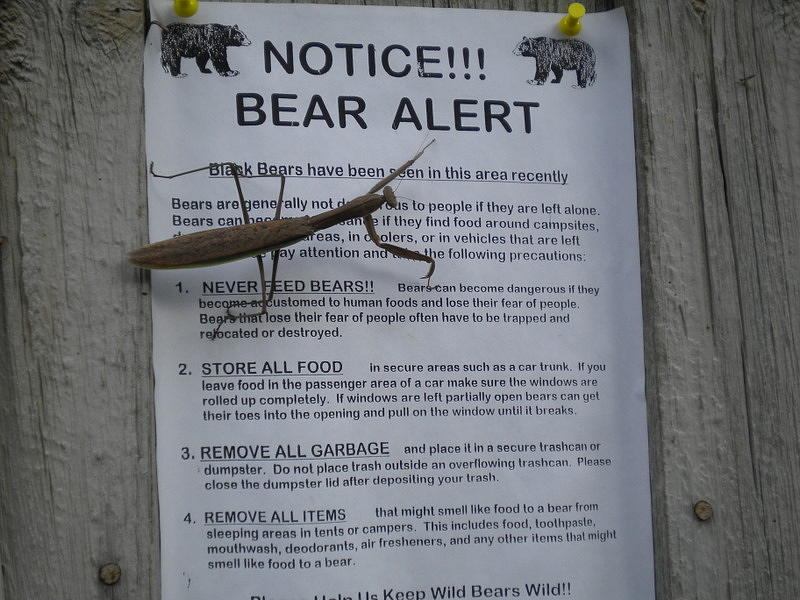 Bear Alert #1 Photograph by Diannah Lynch