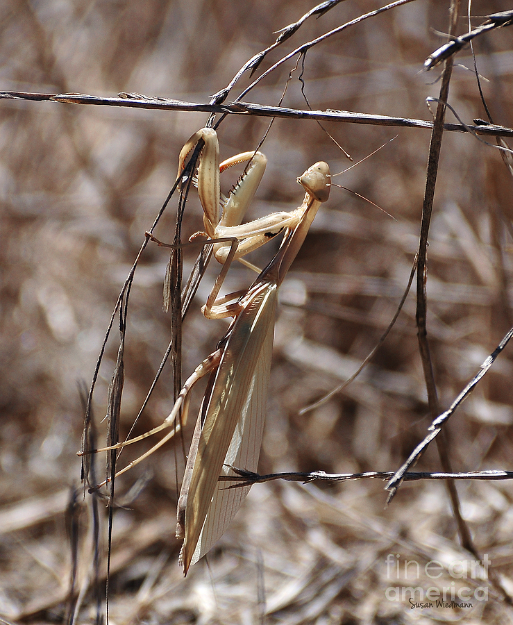 Nature Photograph - Praying Mantis Blending In by Susan Wiedmann