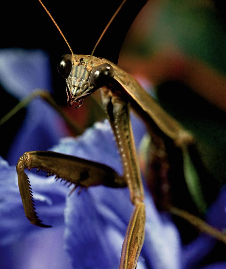 Flower Photograph - Praying Mantis  Closeup Portrait 4 on Iris Flower by Leslie Crotty