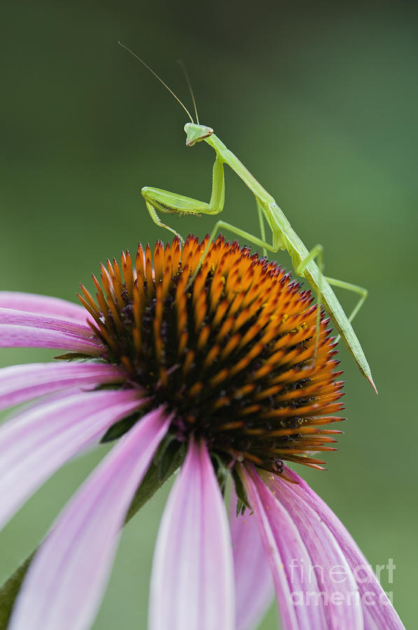 Insects Photograph - Praying Mantis - D008022 by Daniel Dempster