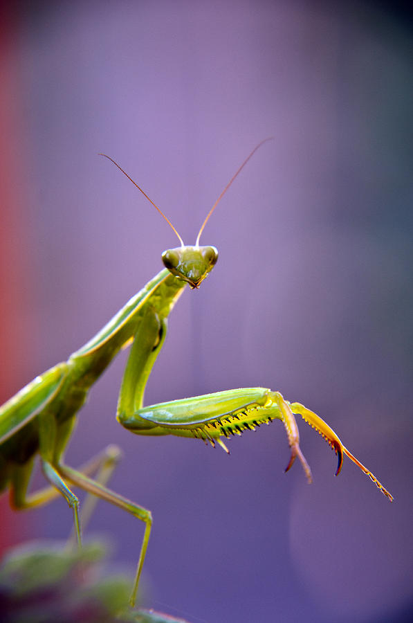 Praying Mantis  Photograph by Eric Rundle