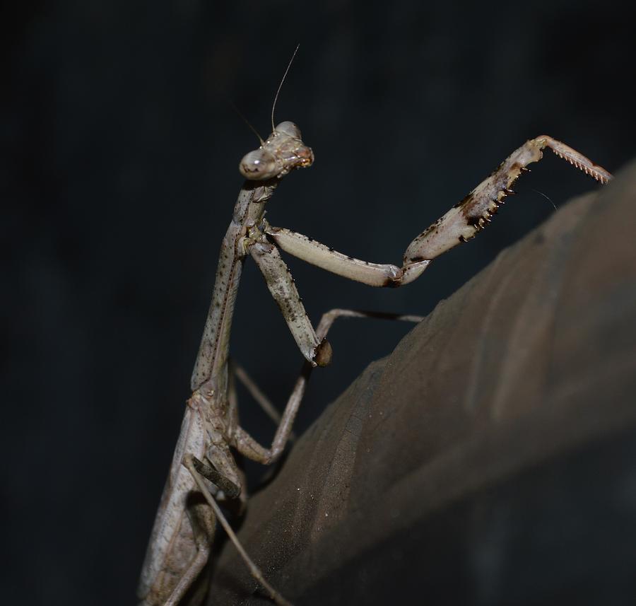 gray praying mantis