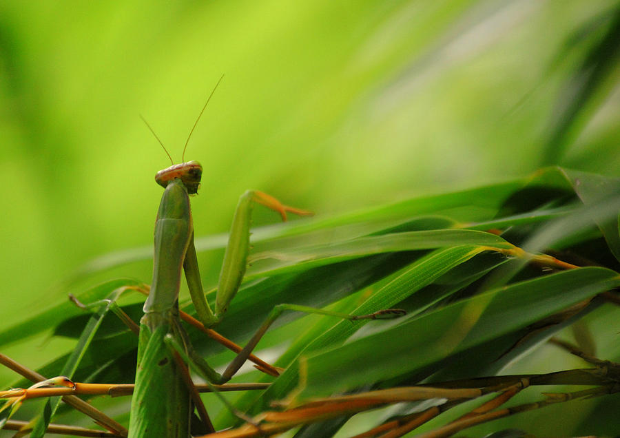 Praying Mantis in Bamboo Photograph by Nathan Abbott