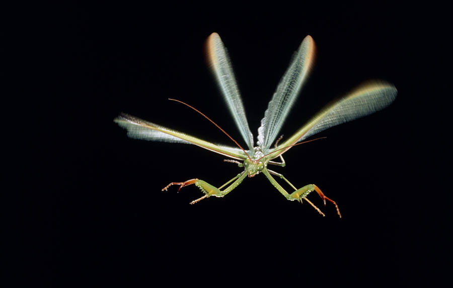 Do praying store mantis fly