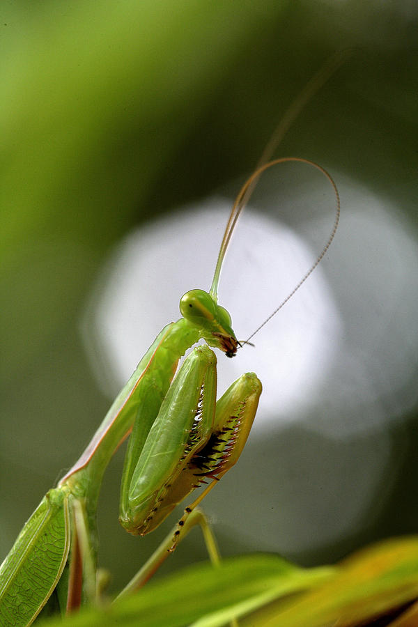 Praying Mantis In National Park Orango Photograph by David Santiago ...