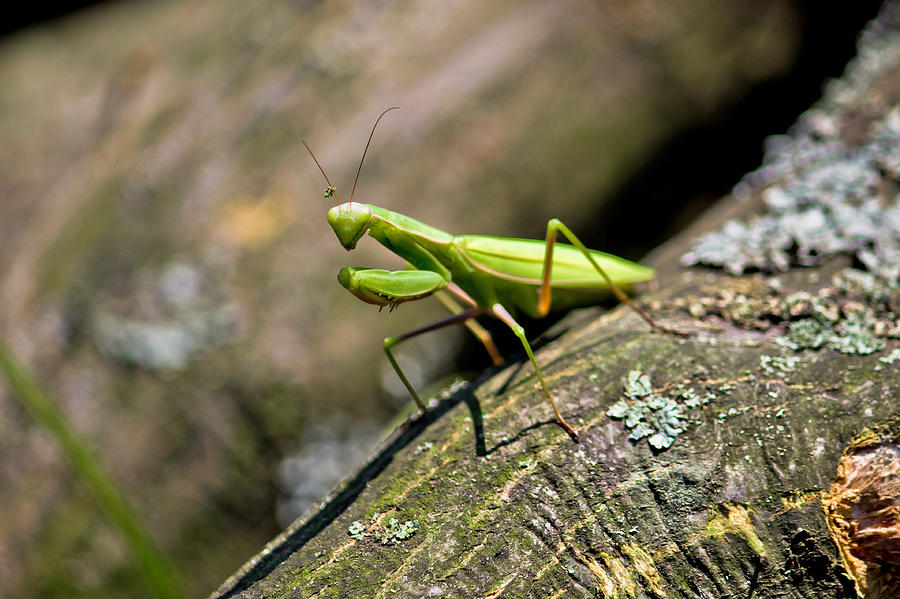 Praying Mantis in natural environment Photograph by Brch Photography