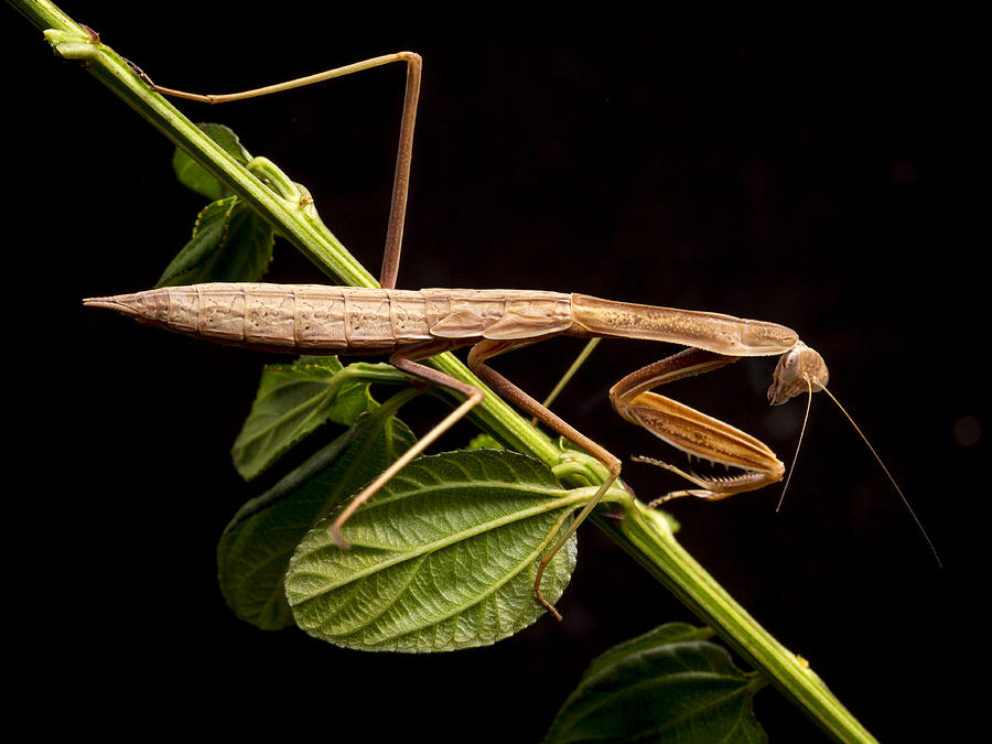 Praying Mantis  Photograph by Jean Noren