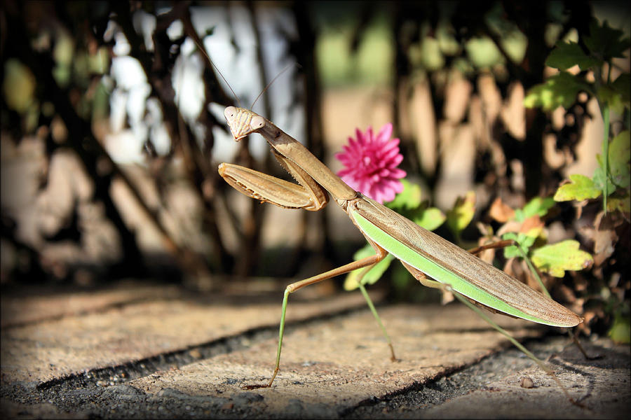 Praying Mantis Photograph by Kristin Elmquist
