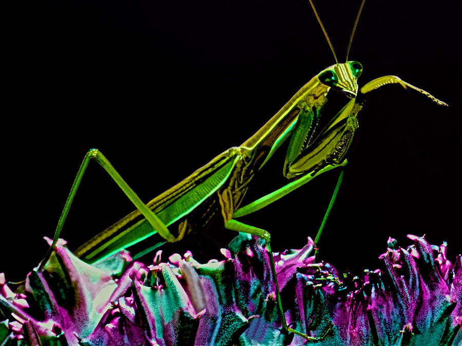 Flower Photograph - Macro Closeup Of The Chinese Mantis Walking On A Cactus Plant by Leslie Crotty