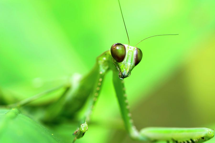 Praying Mantis Photograph by Louise Murray/science Photo Library