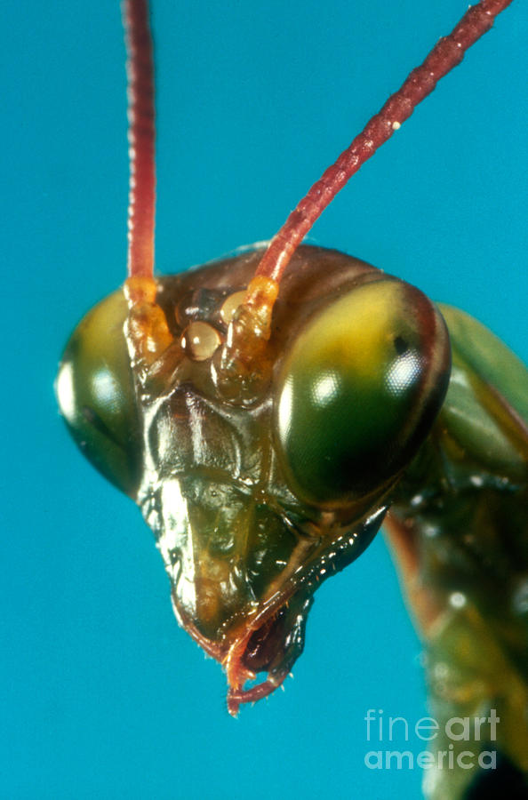 Animal Photograph - Praying Mantis Mantis Religiosa Head by Jerome Wexler