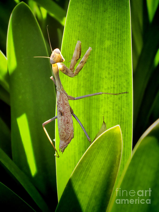 Praying Mantis Photograph by Kasia Bitner