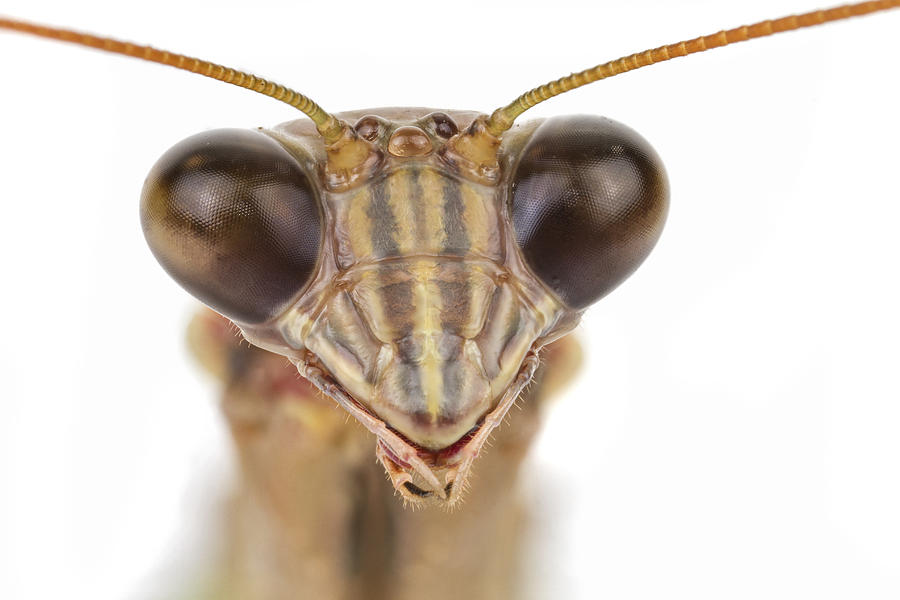 Praying Mantis Massachusetts Photograph by Piotr Naskrecki
