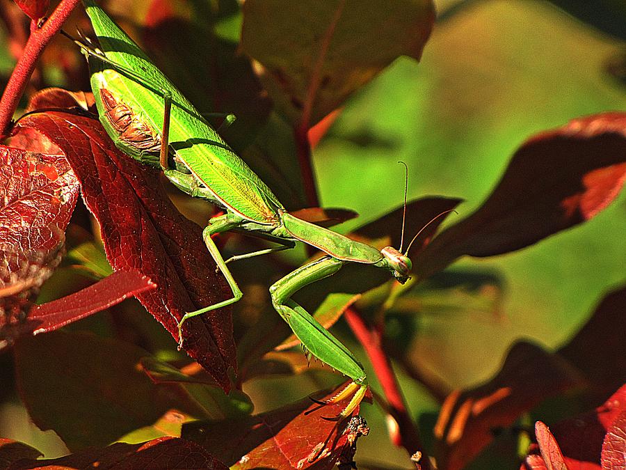 Praying Mantis Photograph by MTBobbins Photography