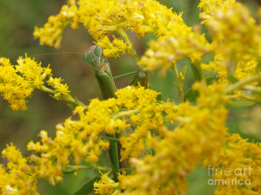 Flower Photograph - Praying Mantis on Goldenrod by Anna Lisa Yoder