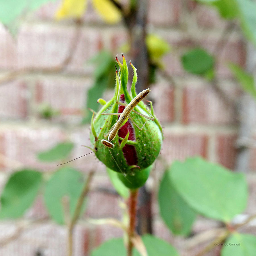 Insects Photograph - Praying Mantis on Rosebud by Dark Whimsy