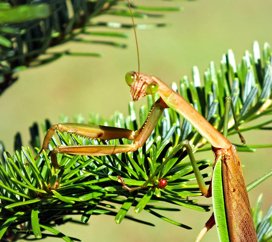 Praying Mantis on the Pine Tree 2 Photograph by Duane McCullough