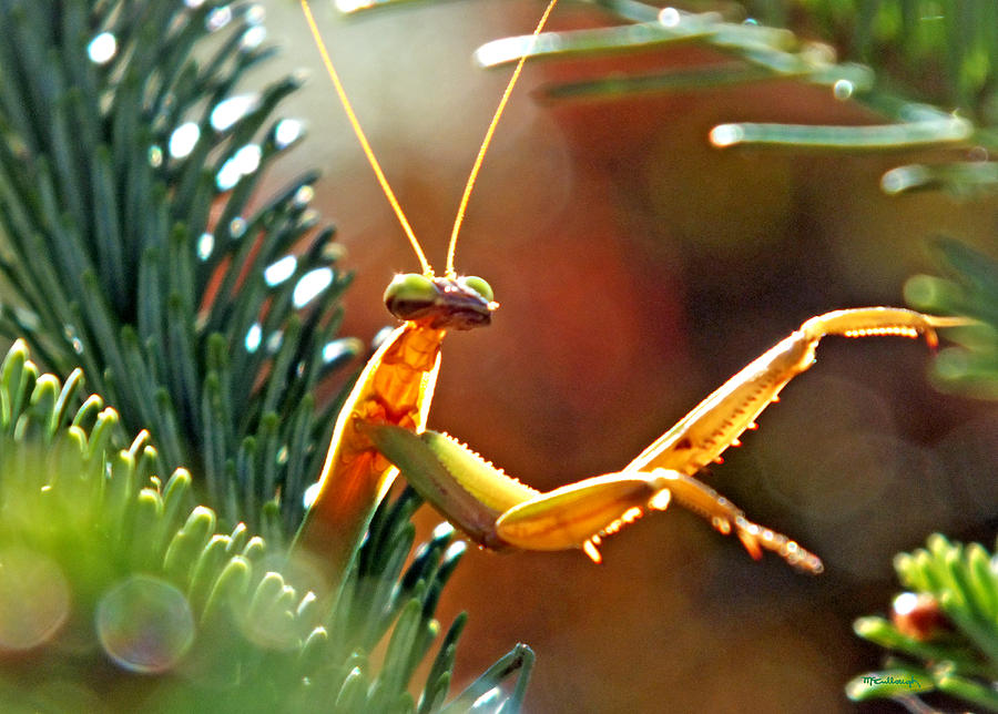 Praying Mantis on the Pine Tree 4 Photograph by Duane McCullough