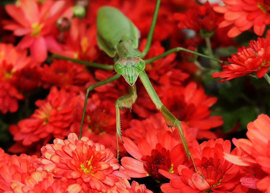 Praying Mantis on Zinnia Photograph by Denise Beverly