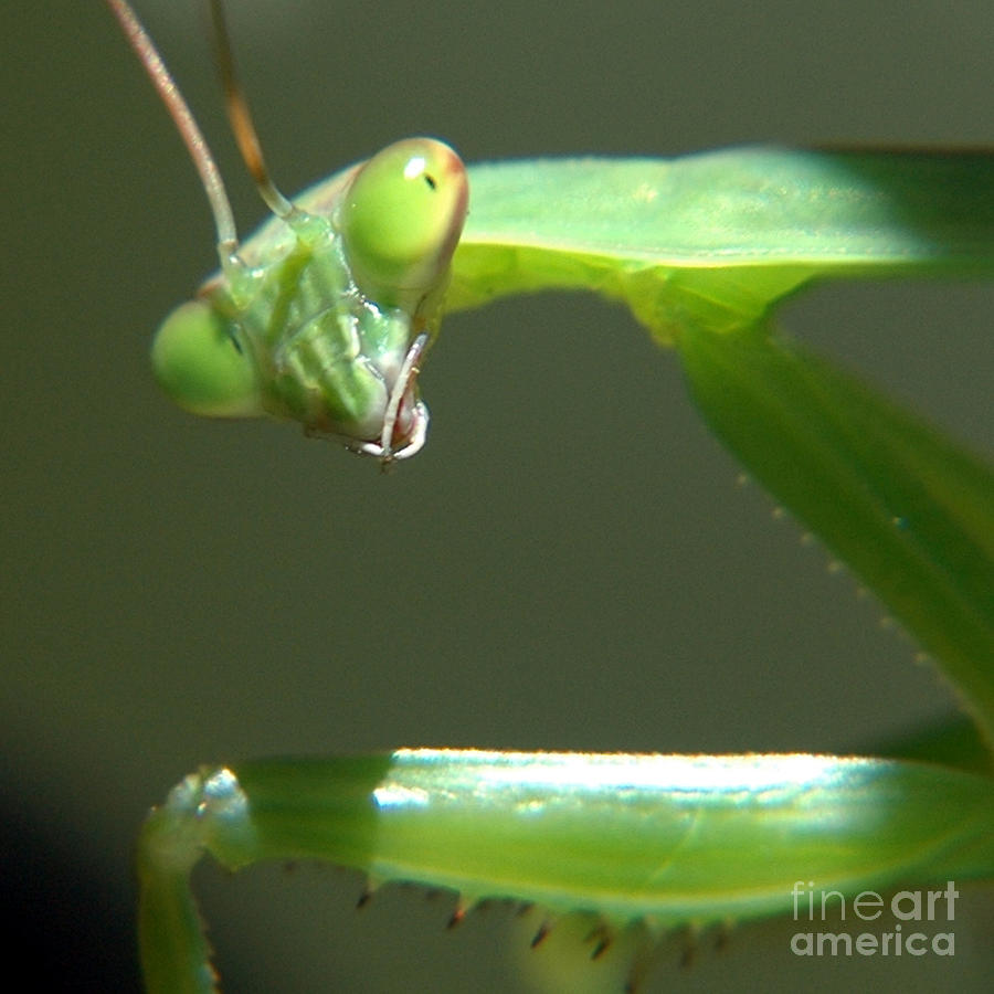 Praying Mantis Photograph by Paul Ward