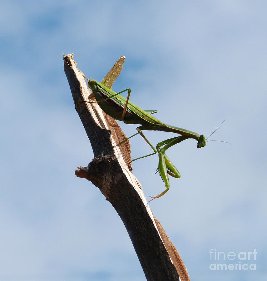 Praying Mantis Photograph by Phil Banks